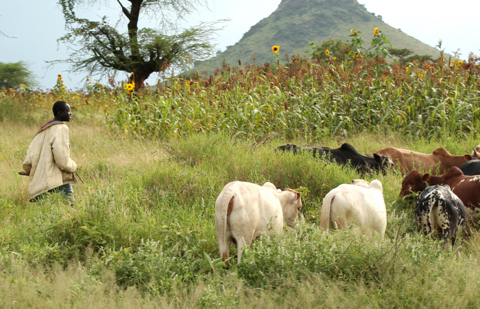 In Chad, 22 dead in clashes between herders and farmers