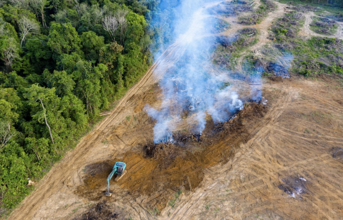 EU agrees legislation preventing import of products linked to deforestation