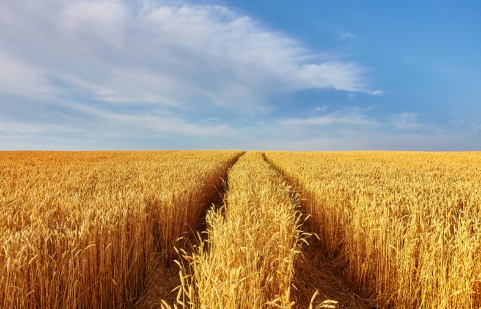 Special NASA satellites spot Russia's billion-dollar wheat harvest in Ukraine