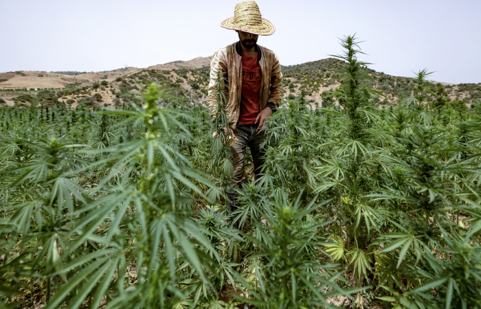 Moroccan King Mohammed VI pardons over 4,800 cannabis growers