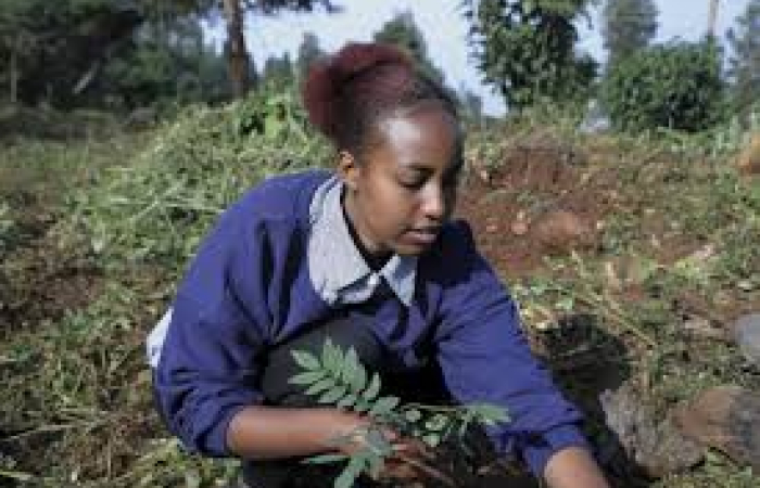  Ethiopia Plants 700 million Trees in One Day