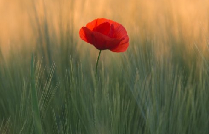 Leaders gather in Paris to mark 100th anniversary since the end of the first world war