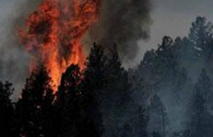Грузия призвала армию для борьбы с лесными пожарами