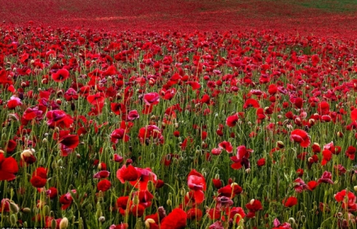 There may not be any poppy fields, and the numbers are in comparison miniscule, but the senseless deaths on the hills of Karabakh remind the world of the Great War